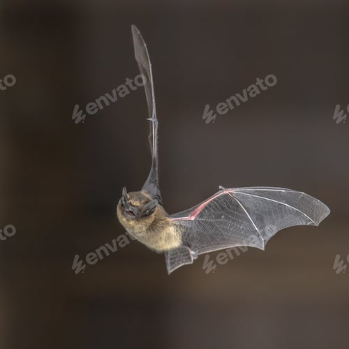 Preview: Pipistrelle bat in flight