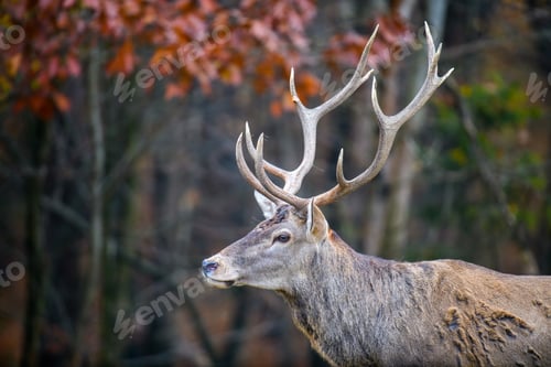 Preview: Majestic red deer stag in forest with big horn. Animal in nature habitat. Wildlife scene