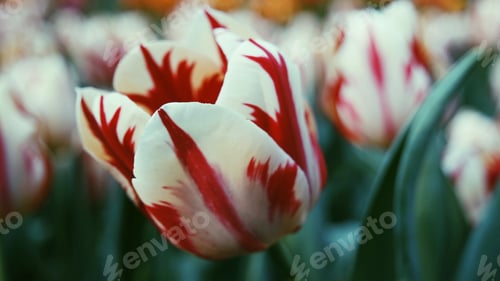 Preview: Tulips
