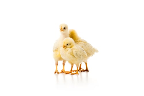Preview: three adorable little chickens isolated on white