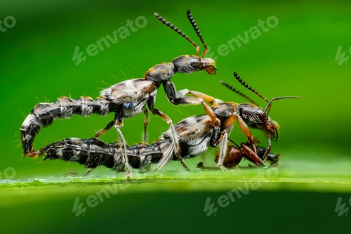 Preview: amting insect