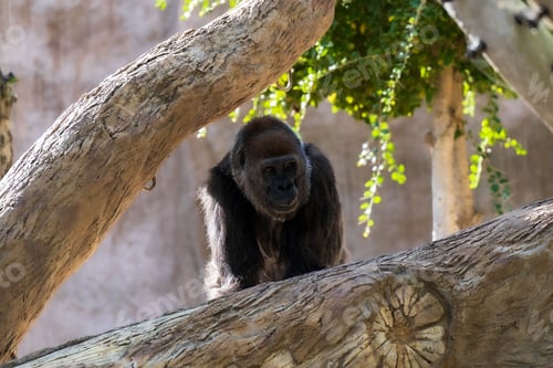 Preview: Monkey sitting on a tree branch.