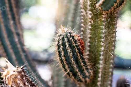 Preview: Close-up View of a Thorny Cactus Plant