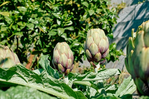 Preview: Artichoke plants in spring garden. Seasonal healthy eating. Organic gardening.