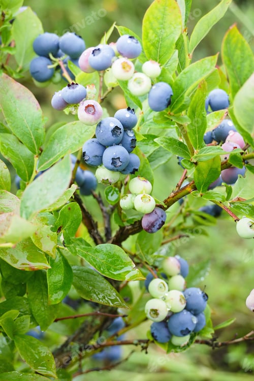Preview: Low bush blueberry Vaccinium angustifolium plant cultivated in garden lowbush blueberries after rain