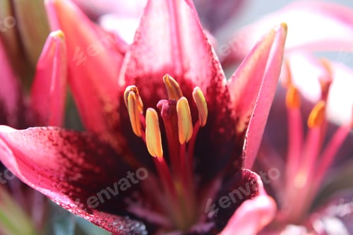 Preview: A view of the interior of a beautiful lily flower