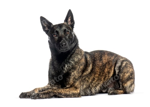 Preview: Dutch Shepherd dog lying down and looking at the camera on a white background