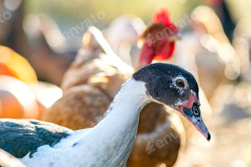 Preview: Ducks feed on traditional rural barnyard. Detail of a duck head. Close up of waterbird standing on