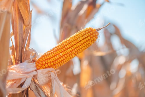 Preview: Corn ear in maize crops field