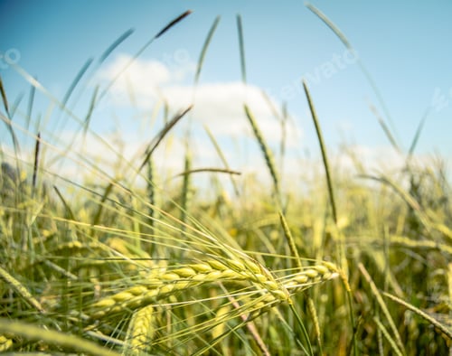 Preview: Retro Wheat Field