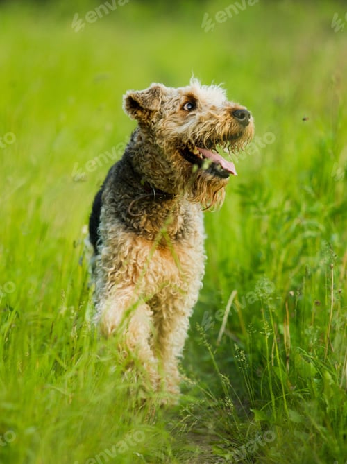 Preview: dog, pet, terrier, dogs