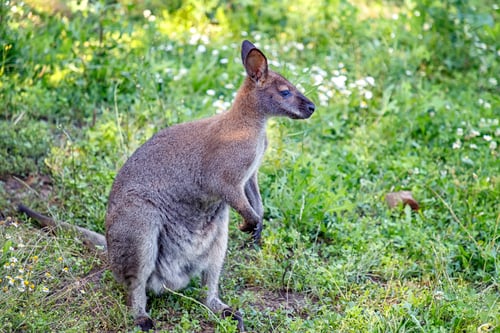 Preview: kangaroo