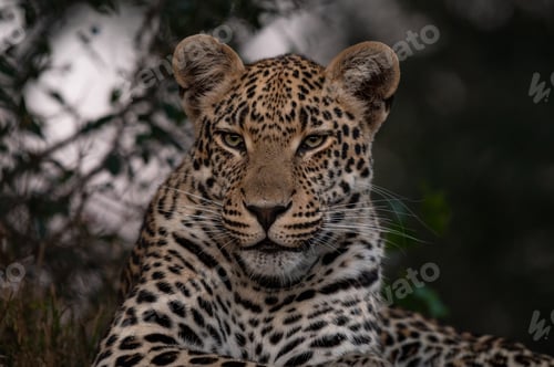 Preview: A close-up portrait of a leopard, Panthera pardus.