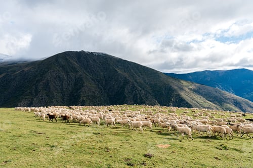 Preview: Flock of white sheep walking on grassy field