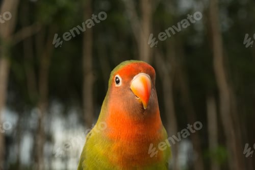 Preview: lovebirds, lover bird, lovely