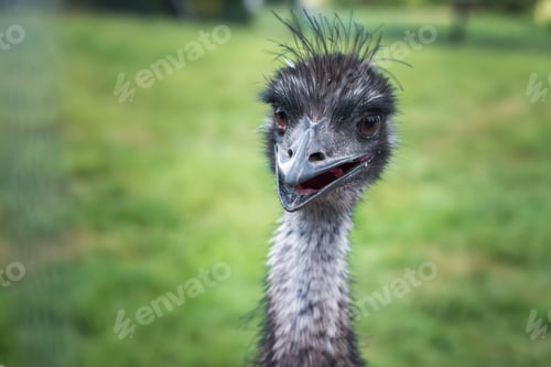 Preview: close-up head of an ostrich with an open beak