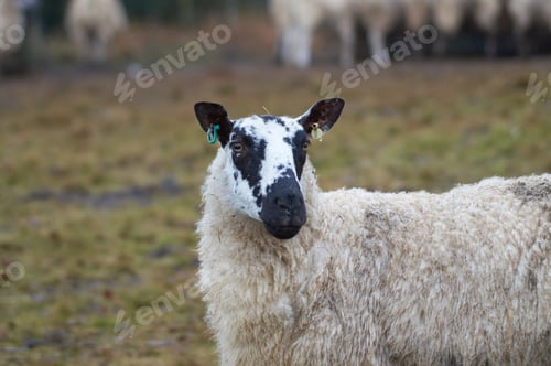 Preview: Closeup of a funny sheep