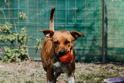Preview: a brown dog holding an orange ball in its mouth walking in a yard