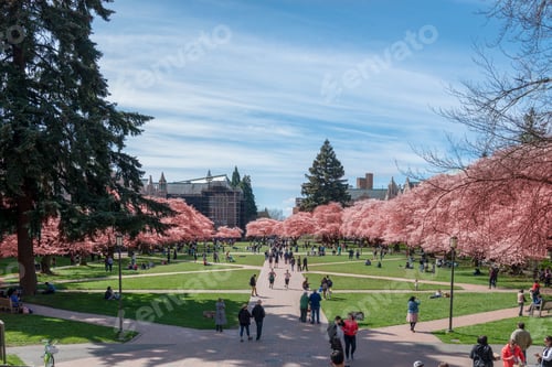 Preview: Pink cherry tree blossoms blooming on the University of Washington Seattle campus in spring