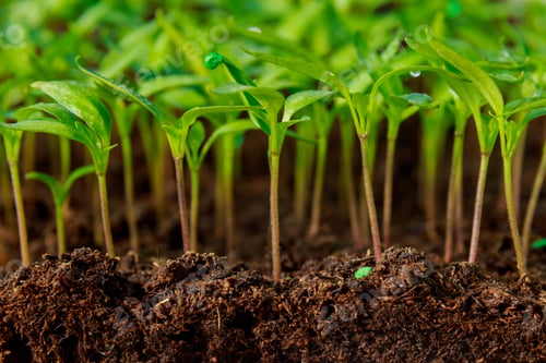 Preview: pepper seedlings grown in trays in a greenhouse