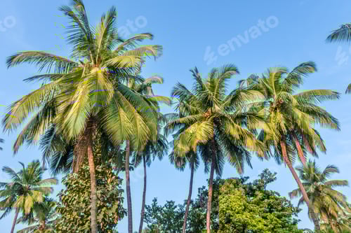 Preview: silhouettes of coconut trees palms against the blue sky of India with sunset