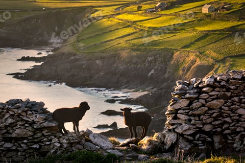 Preview: Sheep standing on cliff side, Coumeenole Beach, Slea Head Drive, Dingle, Kerry, Ireland