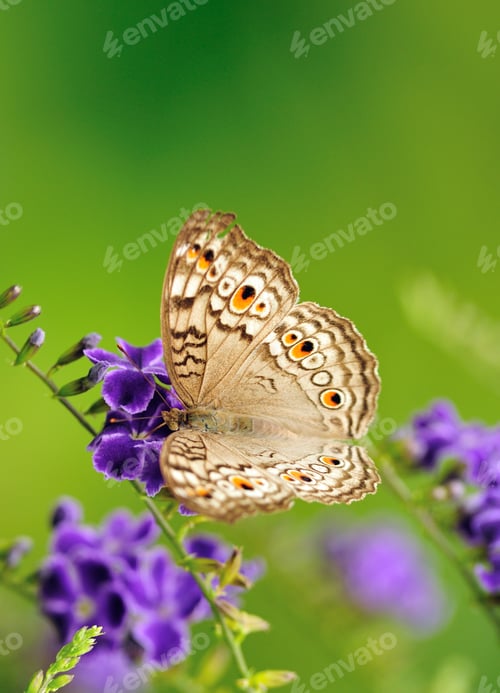 Preview: Butterfly on a flower