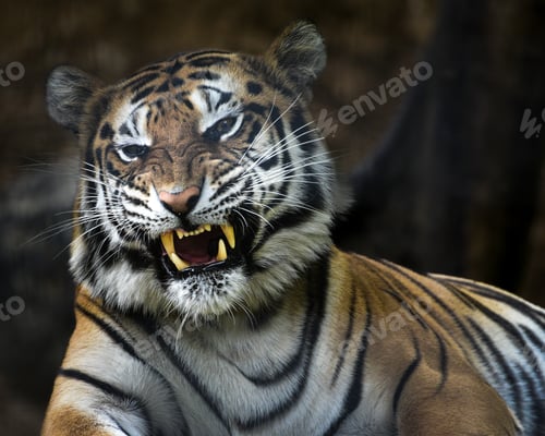 Preview: The Sumatran tiger, Panthera tigris sumatrae