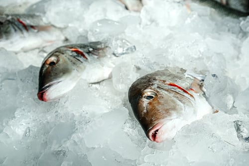 Preview: Fresh fish on ice background