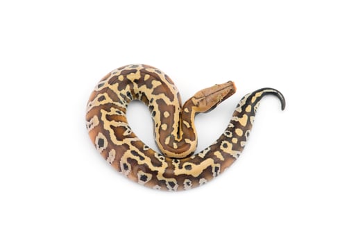Preview: Sumatran Short Tail Python isolated on white background