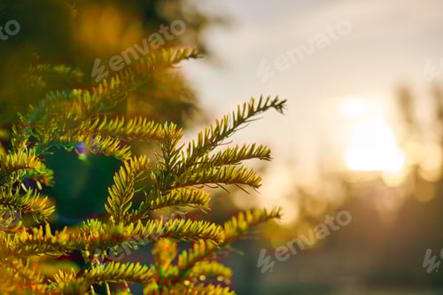 Preview: Yew tree Taxus baccata branch copy space, evergreen yew tree in beautiful sunlight, sunny weather
