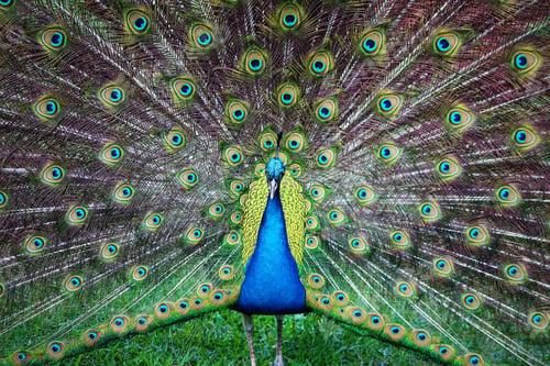 Preview: Beautiful peacock with his feathers open