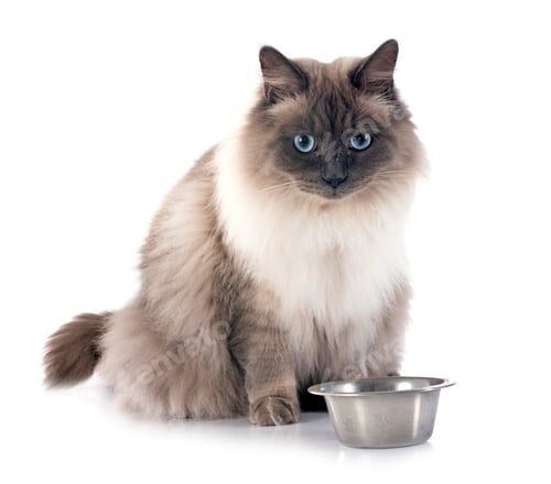 Preview: siberian cat in studio