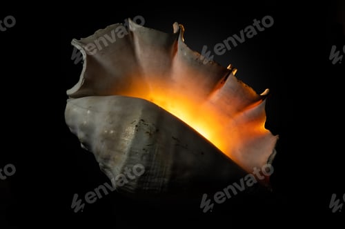 Preview: Glow big shell on dark background