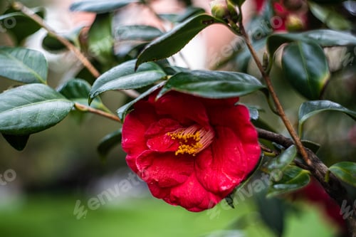 Preview: Blossom of Camelia plant in the park
