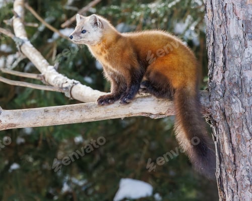 Preview: FurryPine Marten rests in snow beside trees