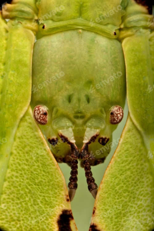 Preview: Close-up of Phyllium giganteum, leaf insect walking leave, phyllidae