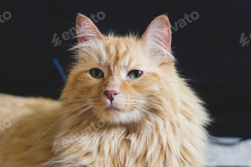 Preview: Ginger Cat