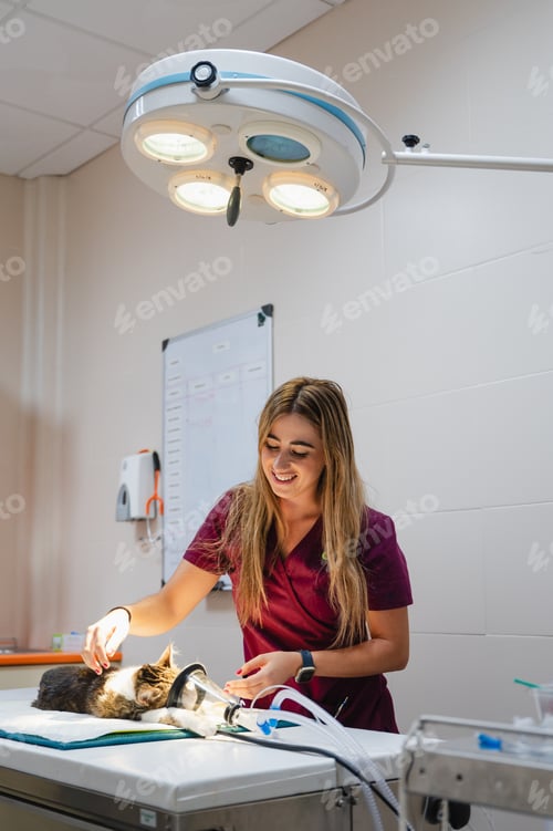 Preview: Veterinarian preparing cat for surgery with anesthesia mask