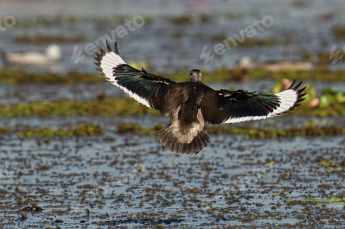 Preview: Pygmy Goose flying over lake
