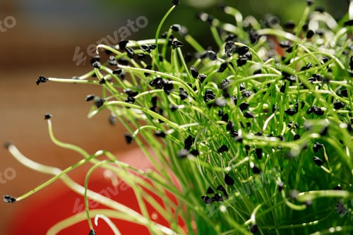 Preview: Growing micro greens in a daylight close up