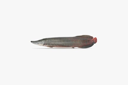 Preview: Arapaima Gigas: Amazonian Predator Fish