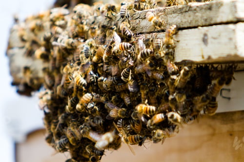 Preview: Beekeeping