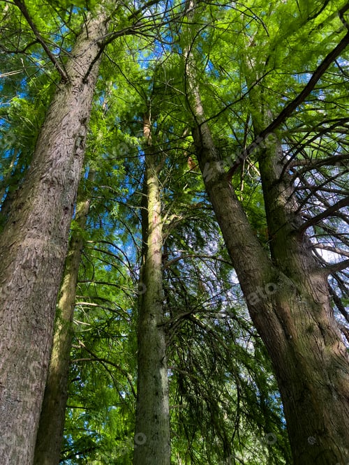 Preview: Beautiful green forest in summer