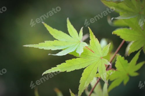 Preview: Maple leaves in autumn, close up view