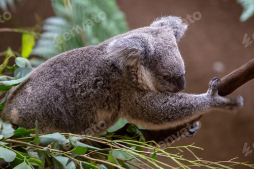 Vorschau: Grauer australischer Koala