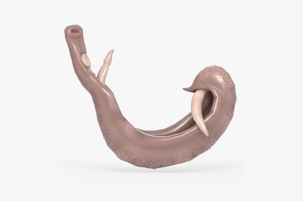 Schistosoma Mansoni: Blood Fluke