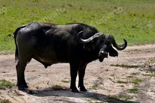 Preview: Ox standing on the dirt near some grass with a lot of dirt around it