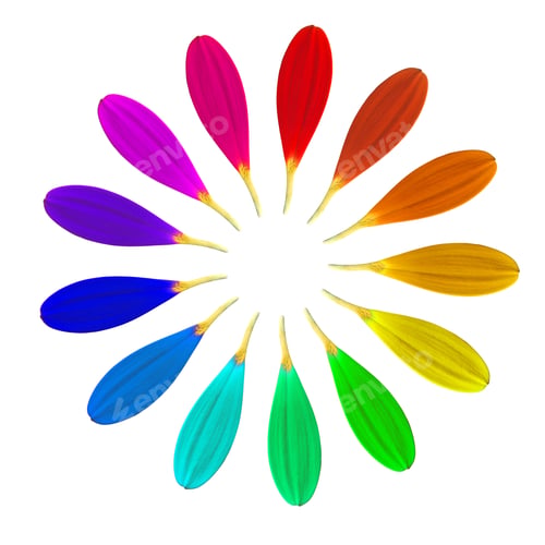 Colorful Flower Petals Arranged in a Circle