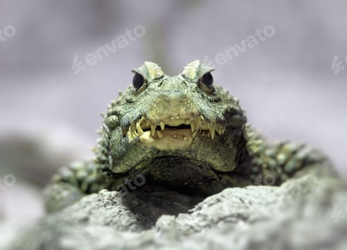 Preview: Dwarf crocodile